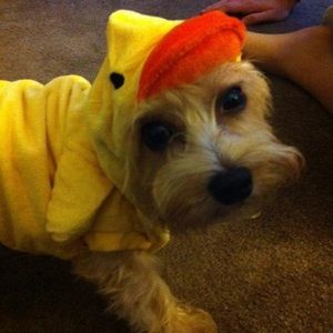 Dog Duck Costume! 🎃